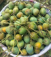 5Kg Gobindo Bhog Mango (সরাসরী সাতক্ষীরার বাগান থেকে)