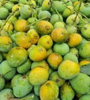 10KG Gobindo Bhog Mango ফর্মালিন মুক্ত (সরাসরী সাতক্ষীরার বাগান থেকে)