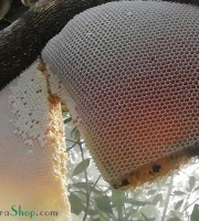 Honey with honeycomb (1kg) মৌচাক সহ মধু