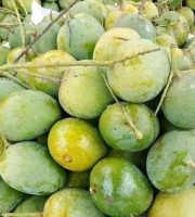 5Kg Gobindo Bhog Mango (সরাসরী সাতক্ষীরার বাগান থেকে)