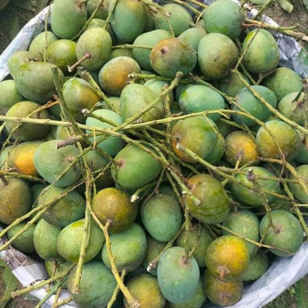 5Kg Gobindo Bhog Mango (সরাসরী সাতক্ষীরার বাগান থেকে)