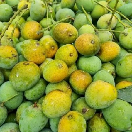 10KG Gobindo Bhog Mango ফর্মালিন মুক্ত (সরাসরী সাতক্ষীরার বাগান থেকে)