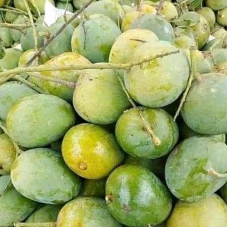5Kg Gobindo Bhog Mango (সরাসরী সাতক্ষীরার বাগান থেকে)